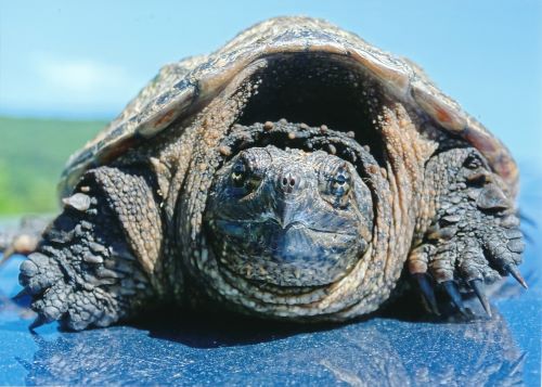 Photographs by Allison Clayton at Gifford Gallery