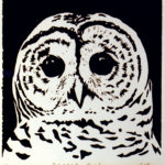 "Barred Owl" by Janet Cathey